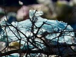 MS Blue plastic bag stick in branch / Djibouti Stock Footage