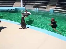 Rescued Sea Lions Get Rehabilitated At Bay Area Six Flags Discovery Kingdom Stock Footage