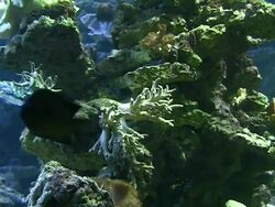 Coral colony on the reef Stock Footage