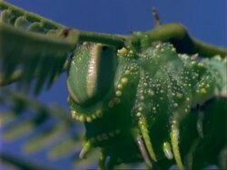 BCU Green caterpillar feeding on plant, USA Stock Footage