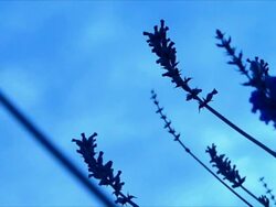 Wind on blue grass Stock Footage