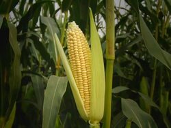 HD DOLLY: Corn On The Cob Stock Footage