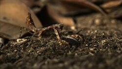 A preying mantis attacks a cockroach. Stock Footage