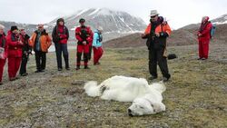 A male Polar Bear (Ursus maritimus) starved to death as a consequence of climate change. This clip shows international Polar Bear scientist, Ian Stirling explaining how the bear died. Stock Footage