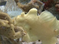 Frog Fish with fins adapted as 'hands', Southern Visayas, Philippines Stock Footage