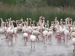 MS SLO MO Shot of Greater Flamingo, phoenicopterus ruber roseus, Group standing in Swamp at Camargue in South East / Saintes Maries de la Mer, Camargue, France Stock Footage