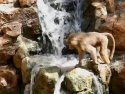 monkey and waterfalls Stock Footage