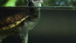 A snapping turtle lunges at a prod as it swims near the surface. Stock Footage