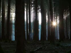 MS Sun rise at  fir forest  /  Kastel-Staadt, Rhineland-Palatinate, Germany Stock Footage