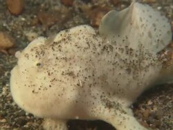 Frogfish, White, opens and shuts mouth, walks away, close up. Indonesia  Stock Footage