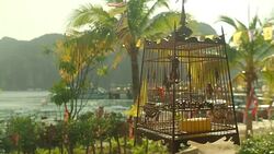 Red-Whiskered Bulbul in a Cage, Thailand Stock Footage