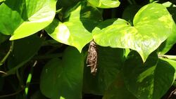 Chrysalis Stock Footage