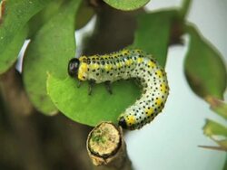 CU Caterpillar eating leaf Stock Footage