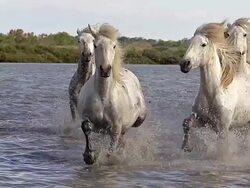 MS TD TS SLO MO Shot of Camargue Horse Herd Trotting running through Swamp / Saintes Maries de la Mer, Camargue, France Stock Footage