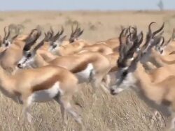 Springbok antelope herd Stock Footage