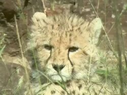 Close Up - A cheetah cub looks through long grasses / Kenya Stock Footage