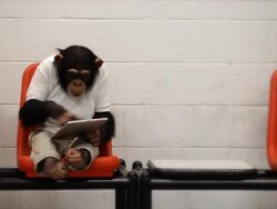 Chimp Casual Browsing Stock Footage