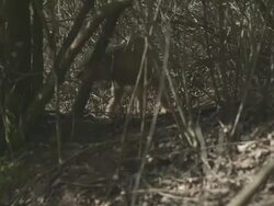 Border Terrier foraging Stock Footage
