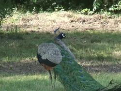 Peacock 13 - HD 1080/60i Stock Footage