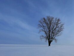 WS Tree (Tree of Philosophy) on Snow field / Bie, Japan Stock Footage