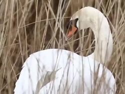 Bird Life At Elmley Marshes Stock Footage