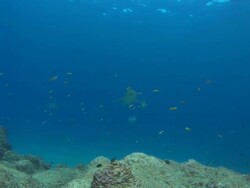 Silvertip, Trevali Costa Rica, Pacific Ocean  Stock Footage