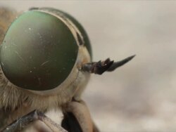 Fly Macro Stock Footage