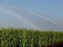 Corn (HD 1080) Stock Footage