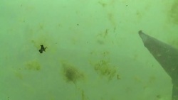 VOICED : Caviar italiano conquista el mundo News Clip