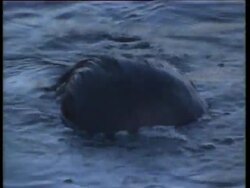 Sea Otters Instructional Video