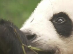Giant Panda cubs, Chengdu Panda Base, Sichuan, China  Stock Footage