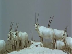 MS herd of Arabian Oryx, Oryx leucoryx, on hillock in Jiddat al Harasis desert, Oman Stock Footage