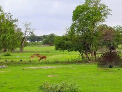 Displaying Indian Peacock Stock Footage