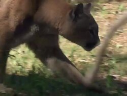 Medium Close Up tracking-right - A mountain lion moves through a forest clearing / United States Stock Footage