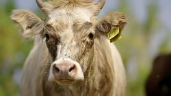 Cow on biodynamic farm Stock Footage