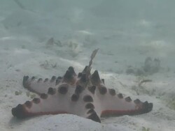 Horned starfish (Protoreaster nodosus) on sandy sea bed, Southern Visayas, Philippines Stock Footage