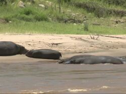 Group of hippos (Hippopotamus amphibius) resting at edge of river; young one stands up, Kenya, Africa Stock Footage