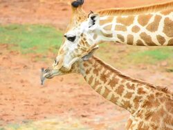 BabyGiraffe Stock Footage