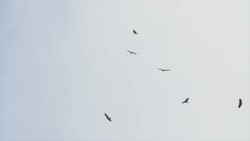 Flock of Birds Vulture Flying in Sky Stock Footage