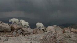 WS shot of mountain goat kids playing on a mountain top with a very scenic background during a thunder storm Stock Footage