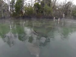 manatee swim Stock Footage