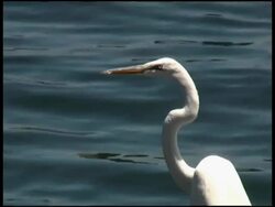 Endangered Great Egret, White Heron, Kotuku, Bird Looks at Camera Stock Footage