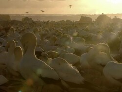 WS View of Cape gannets nesting and preening on island at sunset / Namaqualand, Northern Cape, South Africa Stock Footage