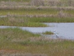 Snowy egret in the swamp 4 Stock Footage