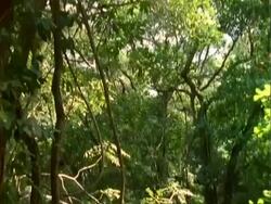Seed Dispersal, Platypodium seeds fall from tree, view from tree, follows seeds falling; Panama; Stock Footage