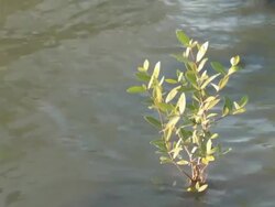 Mangrove Forest Stock Footage