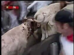 Spain's largest fighting bulls lived up to their fearsome reputation, goring two and crushing at least seven people as thousands of daredevils sprinted down narrow streets Sunday in Pamplona's annual running of the bulls. News Clip