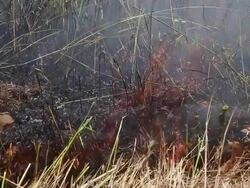 California Firefighters Undergo  Training For Controlled Burns During Wildfires Stock Footage