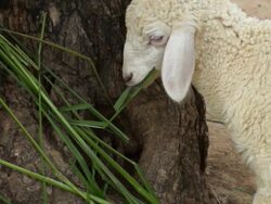 Sheep farm : HD Slow motion Stock Footage