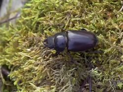 Stag Beetle Stock Footage